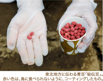 東北地方に伝わる青豆「秘伝豆」。赤い色は、鳥に食べられないように、コーティングしたもの。
