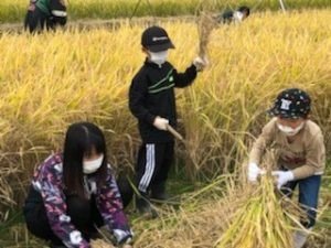 rice harvesting class2.jpg