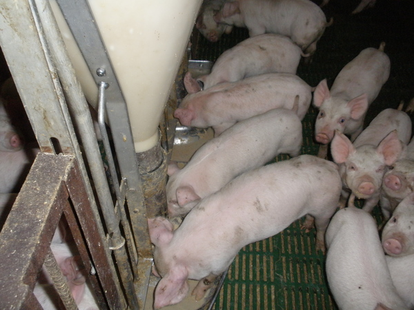 sanchoku rice fed pork by coopdeli