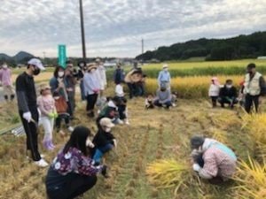 rice harvesting class 3.jpg