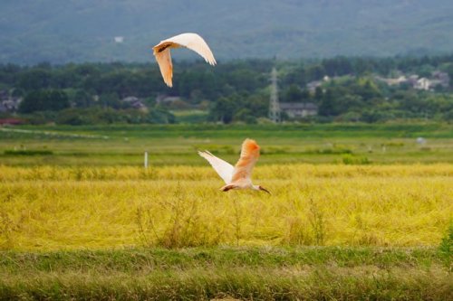 20260210_Japanese Crested Ibises on Sado Island.jpg