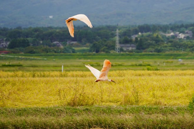 https://jccu.coop/eng/news/uploads/20260210_Japanese%20Crested%20Ibises%20on%20Sado%20Island.jpg