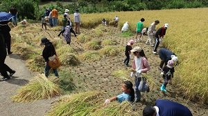 Report on CO-OP Ehime's FY2026 Harvest Festival for Specially Cultivated Rice from Kihoku
